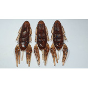 Diema Baits Smally 3.75