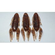 Diema Baits Smally 3.75