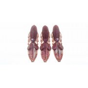 02_diema_baits_sauro_Color_192_Violet_Red_Black.jpg