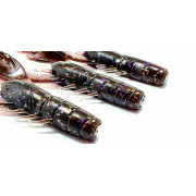 Diema Baits Craw 4