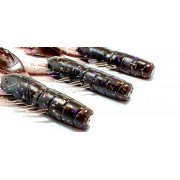 Diema Baits Craw 4