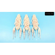 Diema Baits Smally 3,75