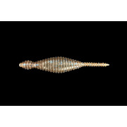 Dranckrazy Tsuchinoko 3