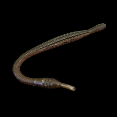 Modelo Dranckrazy Ootsuchinoko 7