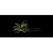 Dranckrazy Seduct 11gr - Color 01 - Tuchigaeru